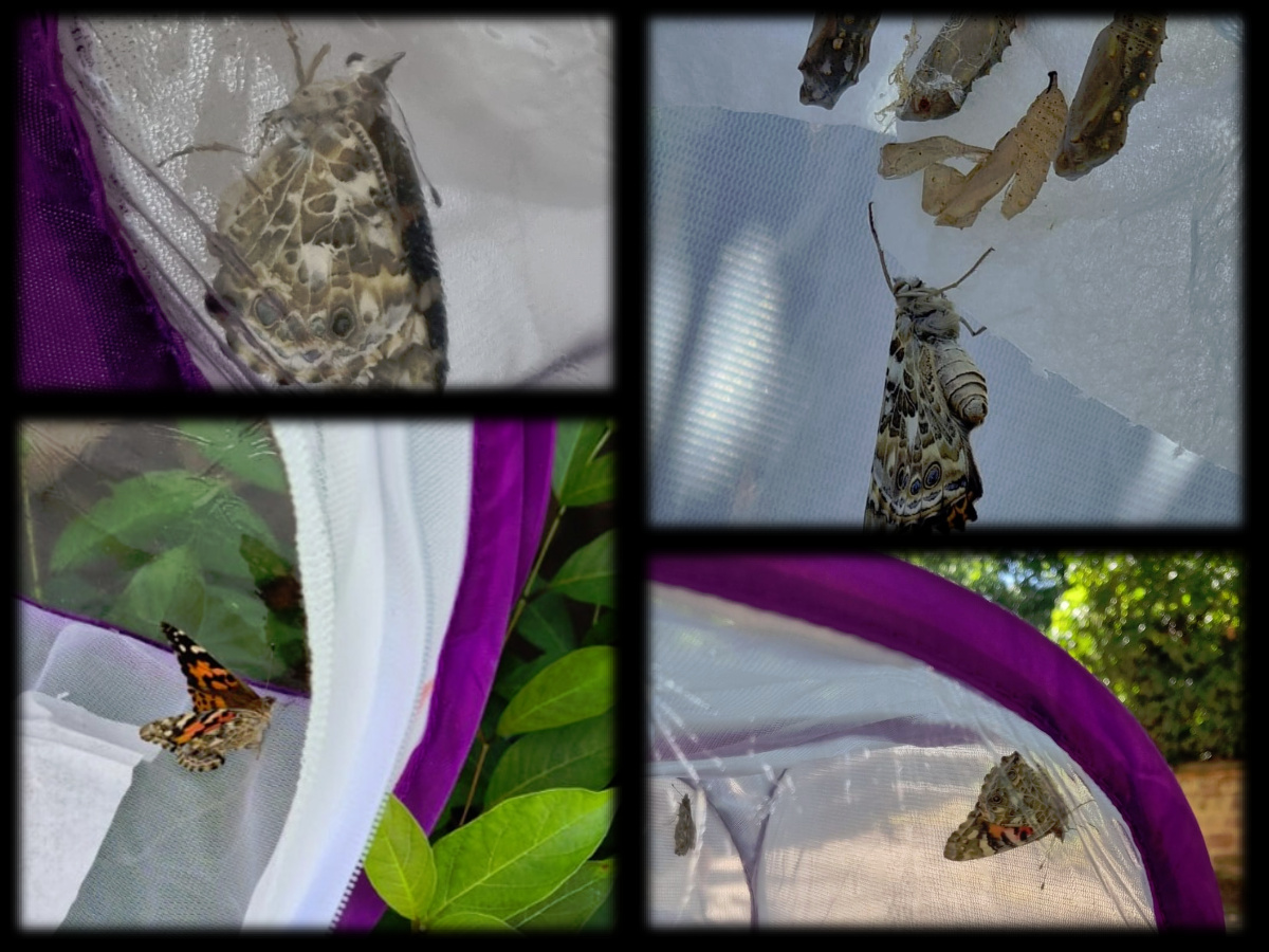 Schmetterling_collage_2.jpg